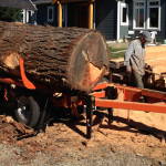 Big fir