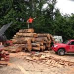 Big log pile