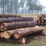 logs_ready_to_saw